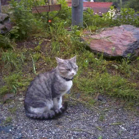 Bed and Breakfast Cip E Ciop *