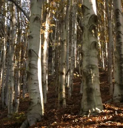 Bed & Breakfast Cip E Ciop Miazzina